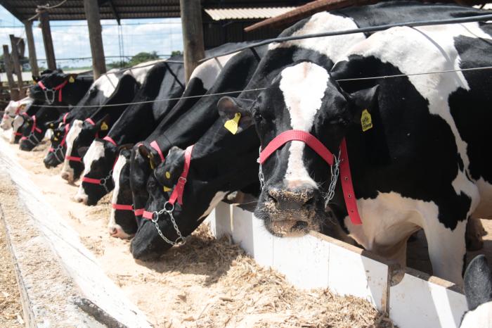 6º Leilão Só as Top acontece no dia 06 de maio no Parque de Exposições em Lagoa Formosa