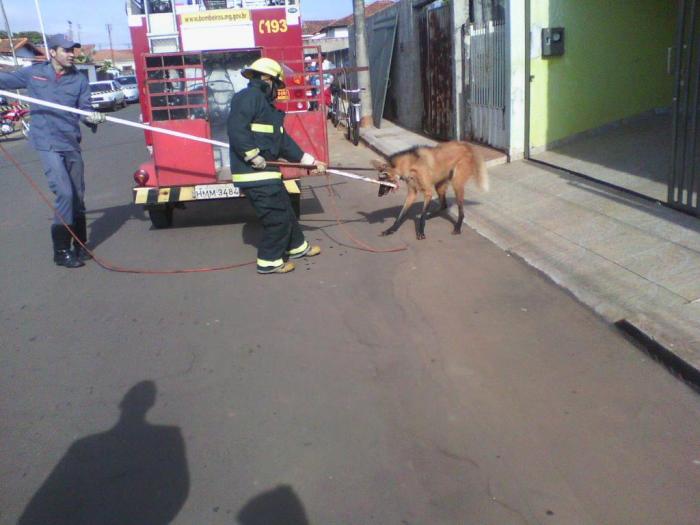 Loba Guará é encontrada refugiada dentro de garagem em residência no centro da cidade de Lagoa Formosa