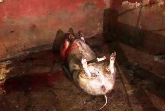 Polícia Militar do Meio Ambiente apreende porcos abatidos clandestinamente em Carmo do Paranaíba