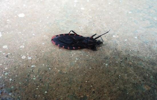 Inseto que transmite a doença de Chagas é encontrado no município de Rio Paranaíba e assusta moradores