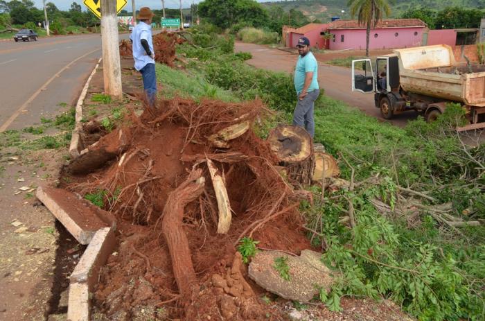 Prefeitura de Lagoa Formosa irá substituir árvores comprometidas da Avenida Brasil e plantar 100 mudas de manacá-da-serra