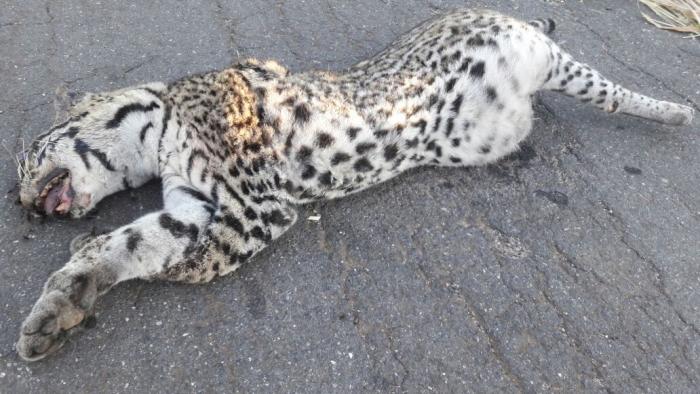 Jaguatirica é encontrada morta na rodovia MGC-354 próximo á cidade de Presidente Olegário