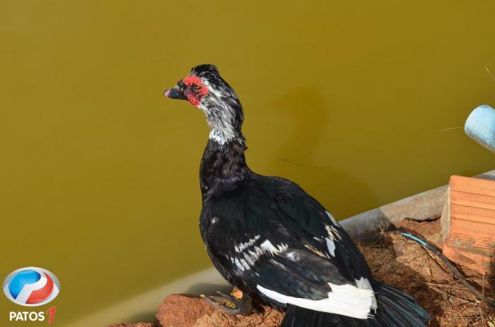 Para revitalização da orla da lagoa na cidade de Lagoa Formosa, patos e gansos são retirados do local