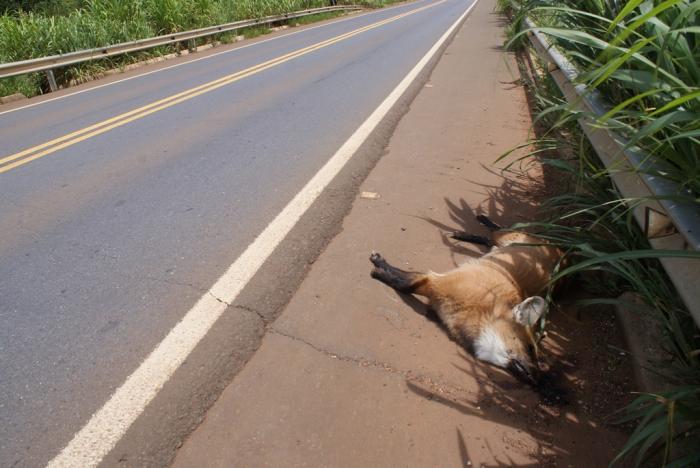 Lobo Guará morre atropelado na BR 354 entre Patos de Minas e Lagoa Formosa