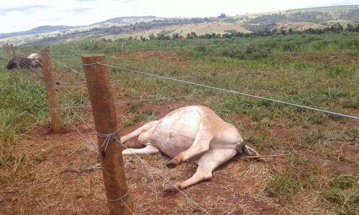 Descarga elétrica provocada por raios volta a matar animais no município de Lagoa Formosa