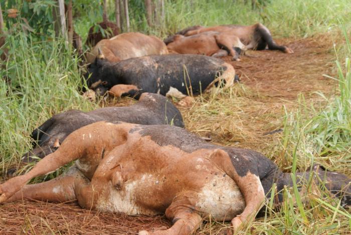 Descarga elétrica provocada por raio mata 14 animais em fazenda próxima à cidade de Lagoa Formosa