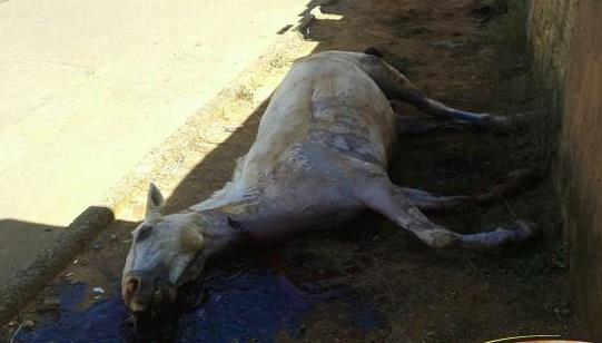 Égua morre e carroceiro fica ferido após serem atingidos por veículo em Carmo do Paranaíba