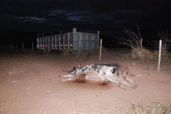 Depósito improvisado de ossos na rodovia que dá acesso a Areado, tem se tornado também local de desova de animais mortos