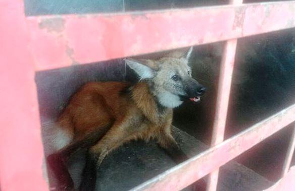 Lobo Guará é capturado dentro de galinheiro em uma fazenda no município de Patos de Minas