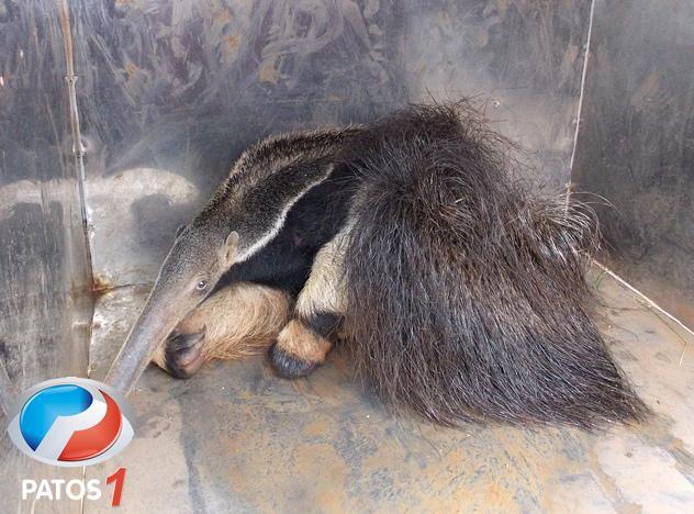 Corpo de Bombeiros de Patos de Minas captura tamanduá no Bairro Jardim Paulistano