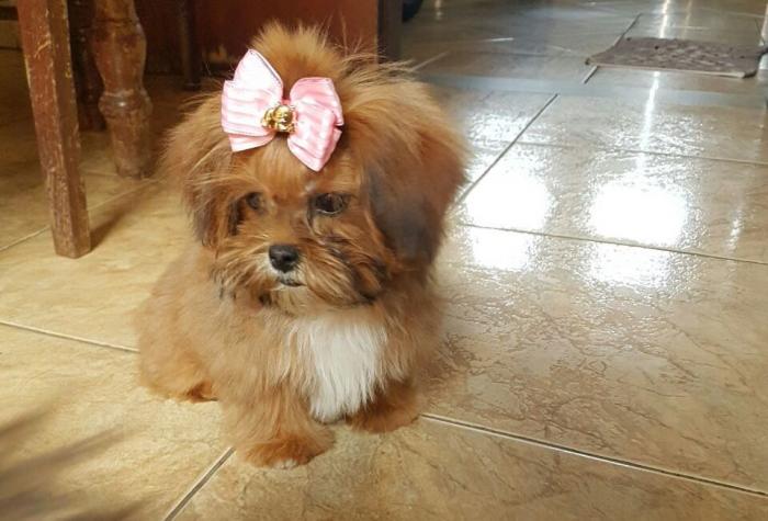 Proprietários procuram por cadela da raça shih tzu que desapareceu no Bairro Nossa Senhora das Graças