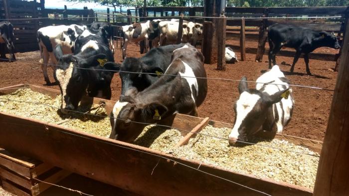 3º Leilão da Folia de Nossa Senhora das Dores de Campo Bonito arrecada aproximadamente 20 mil reais