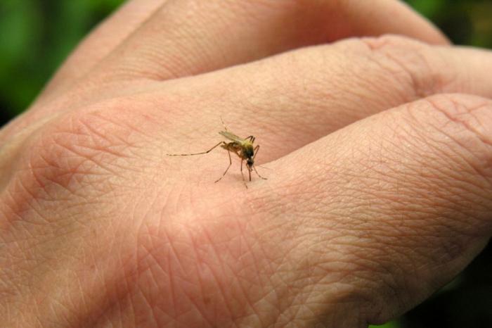 Cidade de Patos de Minas confirma  o primeiro caso da doença Chikungunya