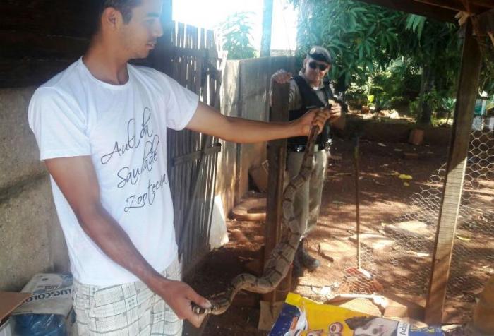 Cobra jiboia é capturada dentro de galinheiro em residência na cidade de Presidente Olegário