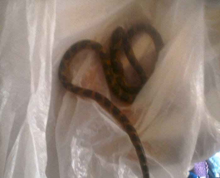 Cobras invadem casas no Bairro Rosário na cidade de Lagoa Formosa e moradores estão assustados