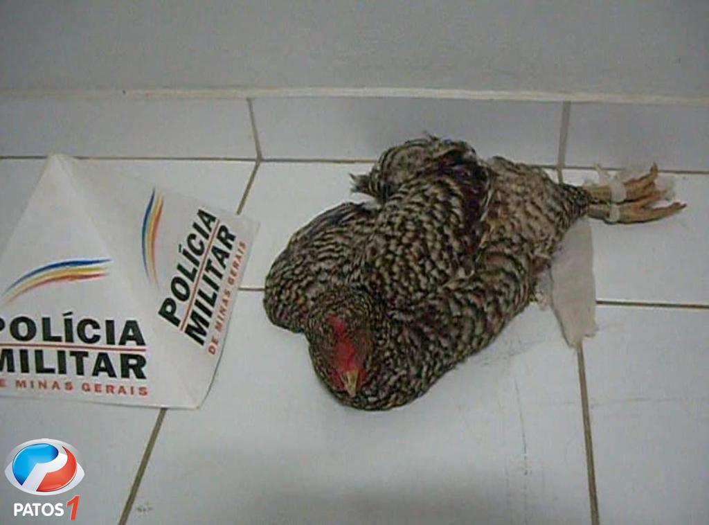 clique para ampliar Ladrões de galinha são presos em Carmo do Paranaíba após cometer furto