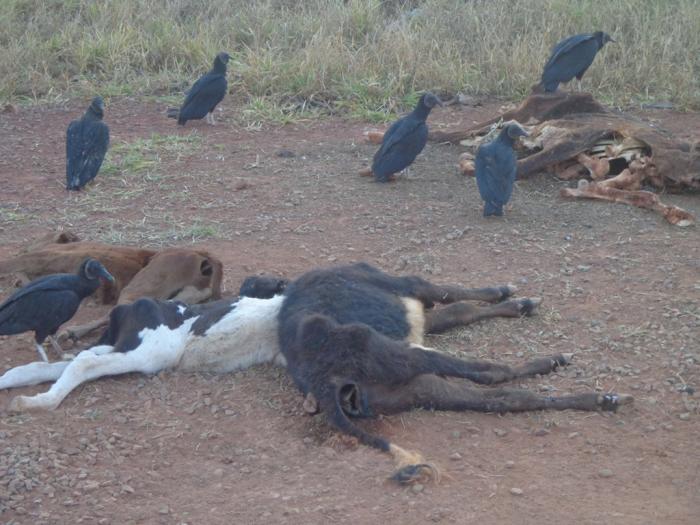 Fazendeiros usam margens da BR 354 para desova de animais mortos e deixam moradores da região de “Maxixe”  indignados