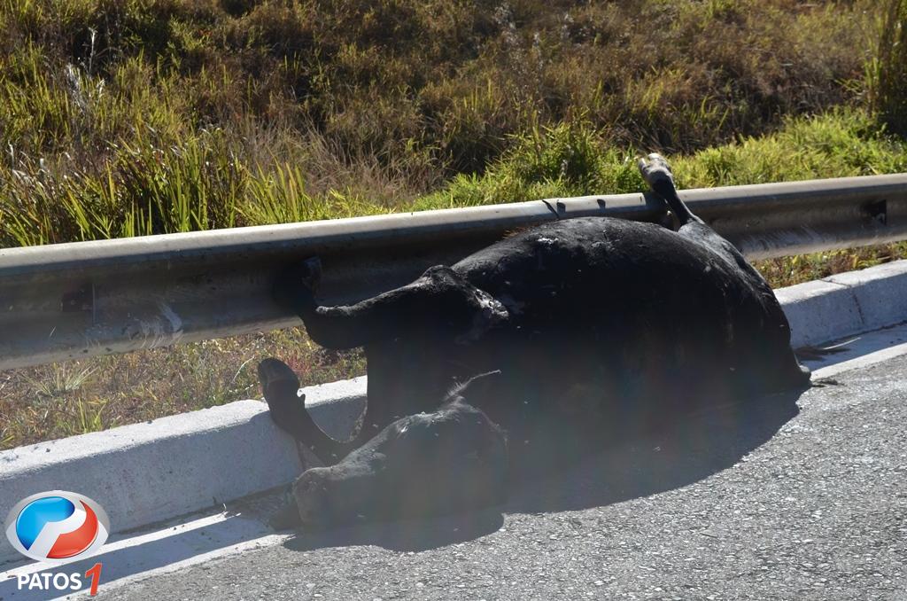3°BABM tenta localizar felino que esta matando cavalos na região de Canela  - Portal Leouve