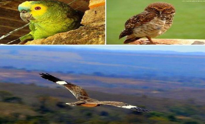 Curso de Ciências Biológicas do UNIPAM promove Concurso de Fotografias 