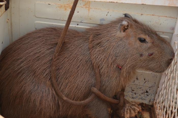 Capivara é capturada dentro de residência no Bairro Novo Horizonte na cidade de Lagoa Formosa e solta em seu habitat natural