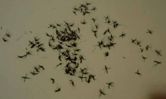 Infestação de muriçocas vem tirando o sono da população de Presidente Olegário