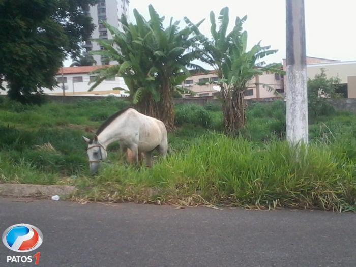 Matagal e sujeiras em lotes vagos causam transtornos à população de Patos de Minas