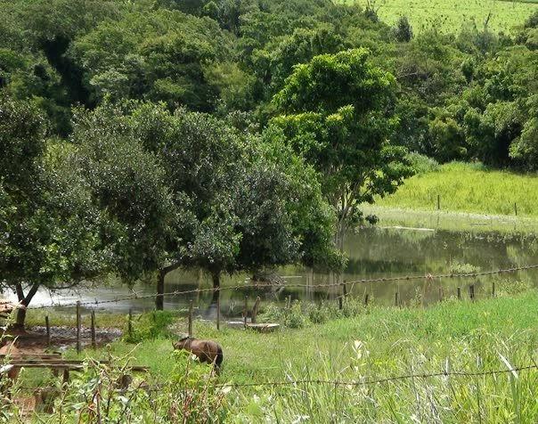 Haras localizado em Patos de Minas é tomado por água de esgoto após ruptura de adutora da Copasa