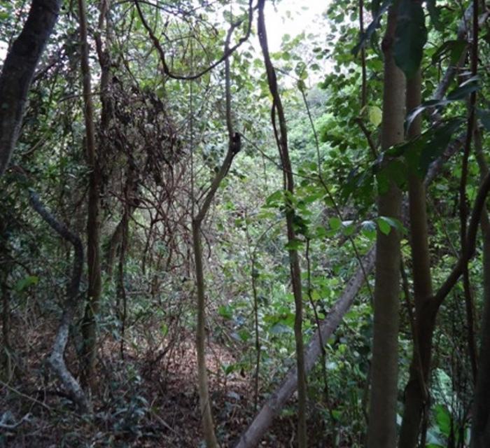 Parque do Mocambo na cidade de Patos de Minas recebe plantio de mudas de espécie nativa neste Sábado