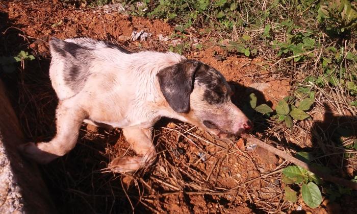 Cão é morto com vergalhão enfiado pela boca em Lagoa Formosa e deixa população indignada 