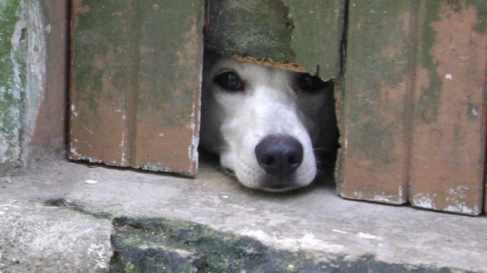 Dia Internacional dos Direitos dos Animais é celebrado neste 10 de Dezembro