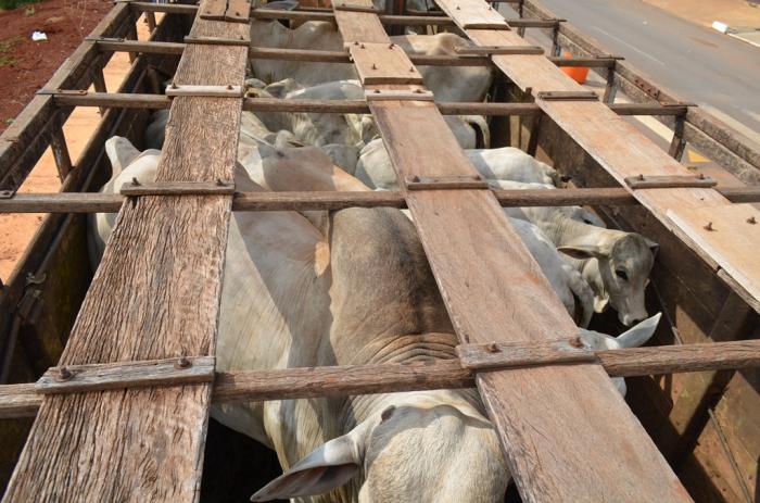 Ladrões armados invadem fazenda na região de Limeira roubam gado e acabam presos