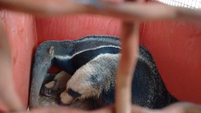 Corpo de Bombeiros de Patos de Minas captura Tamanduá Bandeira dentro de pátio de escola Corpo de Bombeiros de Patos de Minas captura Tamanduá Bandeira dentro de pátio de escola
