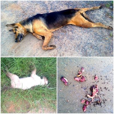 Envenenamento de cães volta a matar animais na cidade de Rio Paranaíba