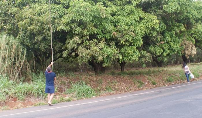 Mangueiras às margens da MG 354 se tornam ponto de parada obrigatória para quem aprecia a fruta