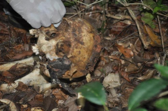 Ossada humana é encontrada dentro de mata no município de Presidente Olegário