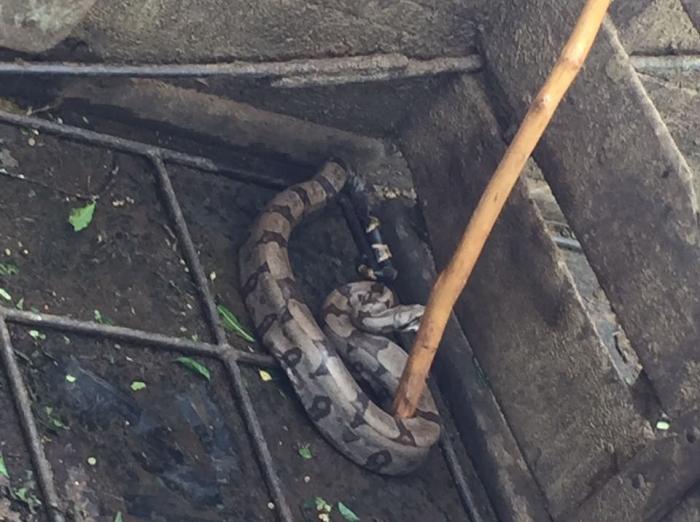 Caminhoneiro encontra cobra jiboia dentro de gaiola de veículo de transporte de bovinos em Lagoa Formosa