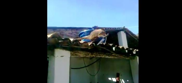 De peixeira na mão, macaco teve de ser contido por bombeiros da cidade de Patos da Paraíba