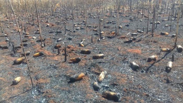 Queimada possivelmente criminosa em lavoura causa prejuízo a produtor de Lagoa Formosa