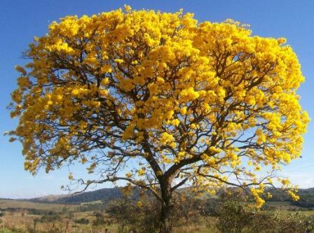 Dia da Árvore é comemorado na semana da primavera com o objetivo de conscientizar quanto a importância desse recurso natual