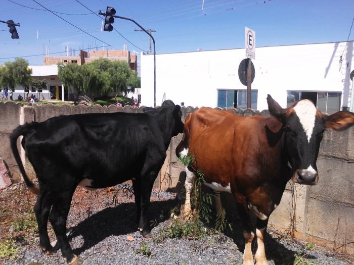 Vacas são flagradas andando no centro de Lagoa Formosa e comerciante fecha animais em estacionamento