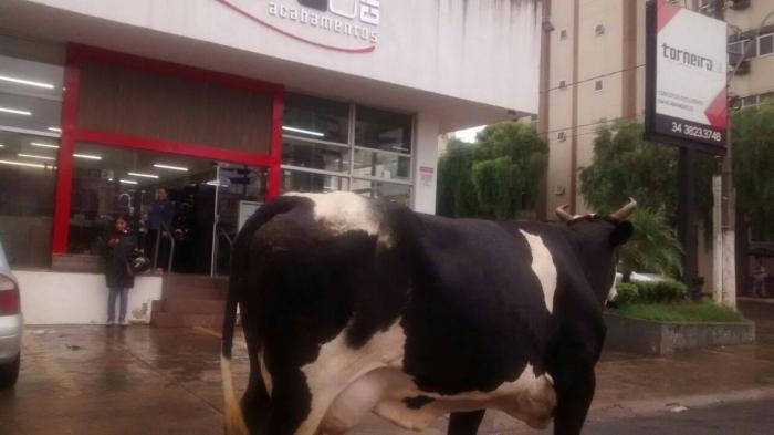 Vaca leiteira passeia tranquila pelo centro da cidade de Patos de Minas e motoristas reclamam do perigo de acidentes