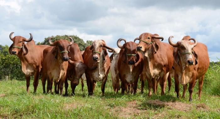 Fenamilho: Encontro Técnico do Produtor Rural terá feira de animais do Pró-Genética/Pró-Fêmeas