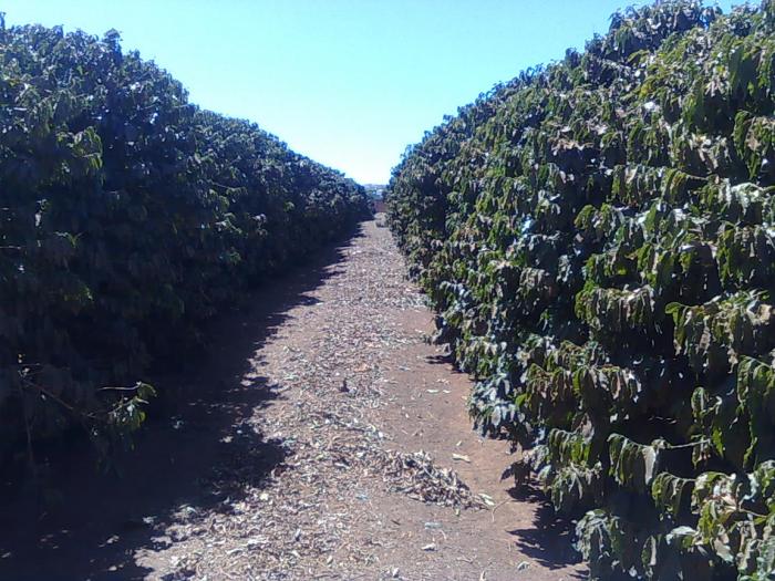70% da produção do café do cerrado já foram colhidas e preço da saca cai