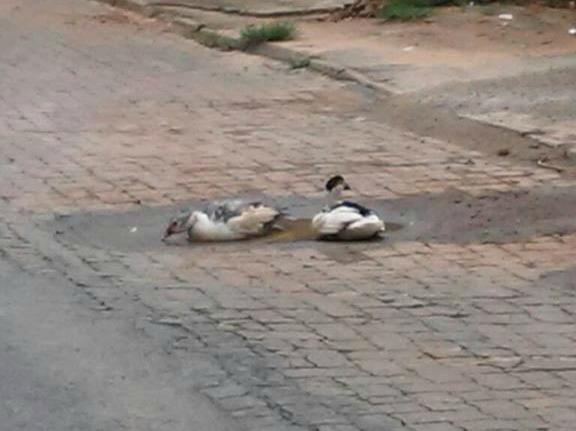 Situação precária das ruas de Patos de Minas agrada patinhos que aproveitam buracos para se refrescar