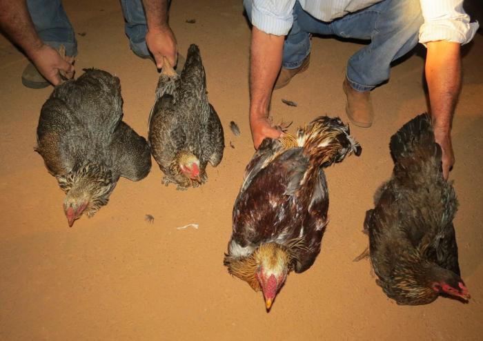 Suspeitos de cometerem furtos em fazenda no município de Carmo do Paranaíba são presos em flagrante