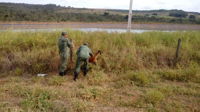 Lobo-guará é capturado pela Polícia Militar de Meio Ambiente após ficar preso em cerca de fazenda