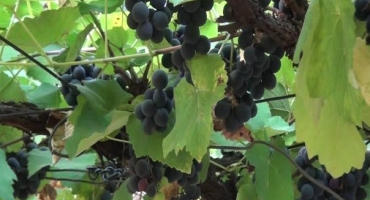 Em Patos de Minas mulheres cultivam uvas no Centro da cidade e doam frutas e mudas