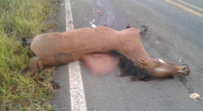 Automóvel atropela e mata égua na BR-365 próximo ao trevo de Santana de Patos