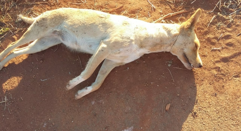 Cadela é morta com requintes de crueldade por morador de Carmo do Paranaíba