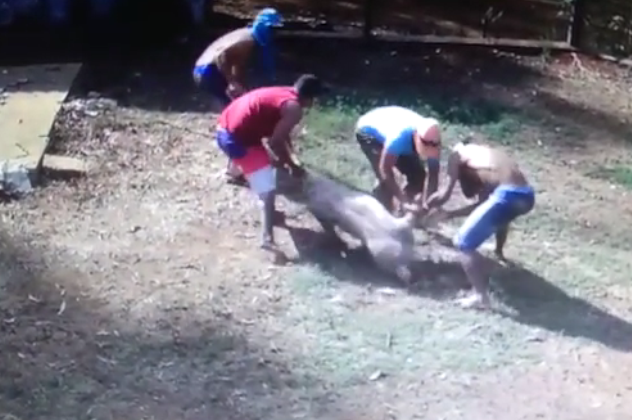 Ladrões invadem granja e furtam porco em Patos de Minas Ladrões invadem granja e furtam porco em Patos de Minas